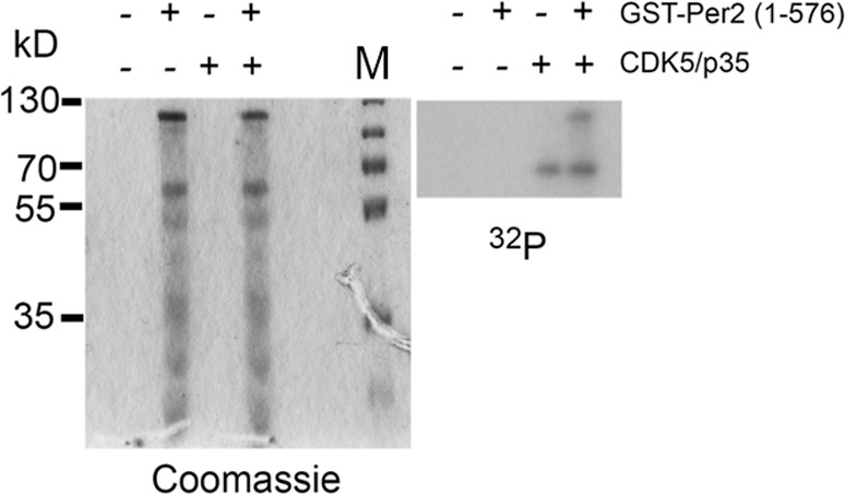 Figure 5—figure supplement 2.