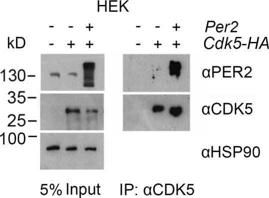 Figure 4—figure supplement 1.