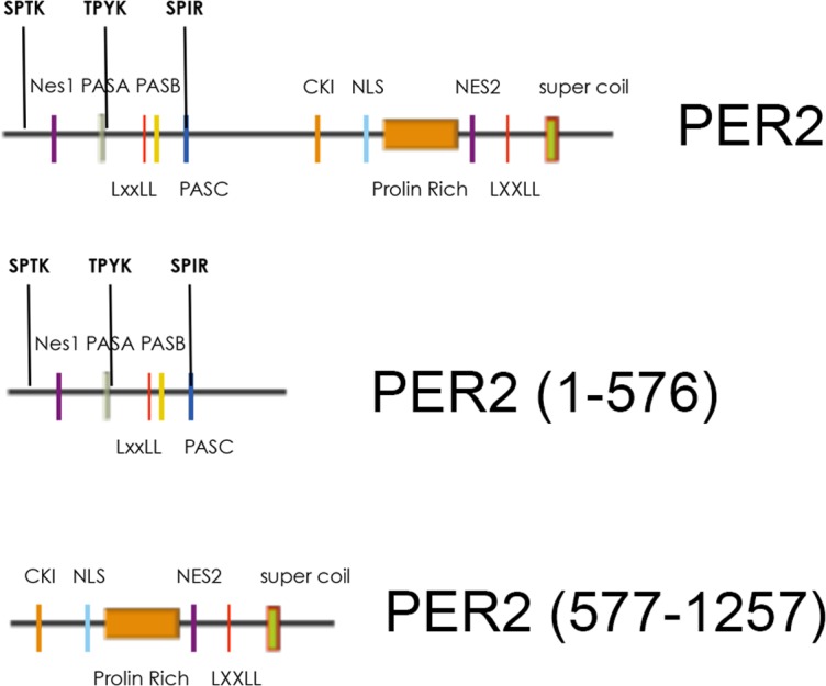 Figure 4—figure supplement 5.