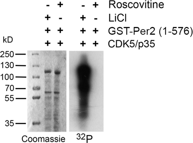 Figure 5—figure supplement 3.