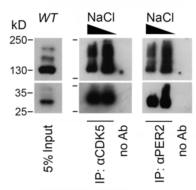 Figure 4—figure supplement 2.