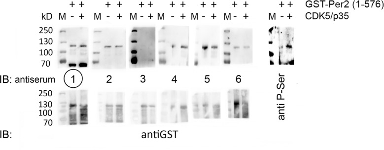 Figure 5—figure supplement 4.