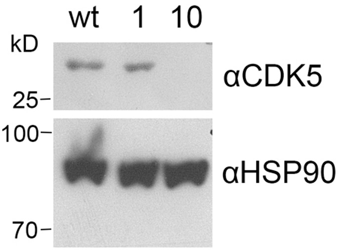 Figure 6—figure supplement 3.