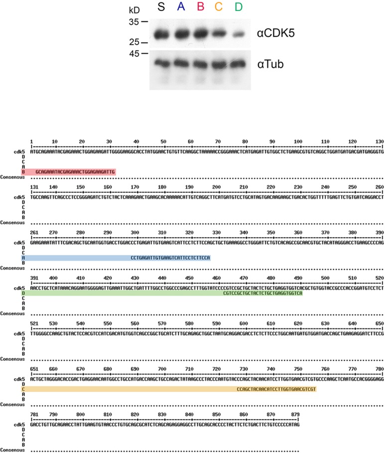 Figure 2—figure supplement 1.