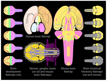 graphic file with name nihms-1600512-f0010.jpg