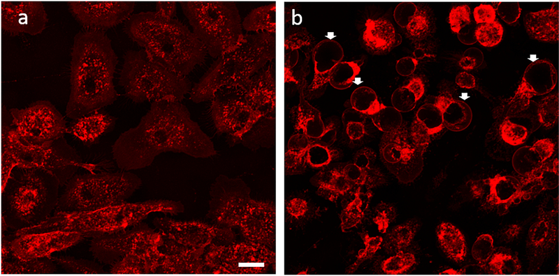 Fig. 5.