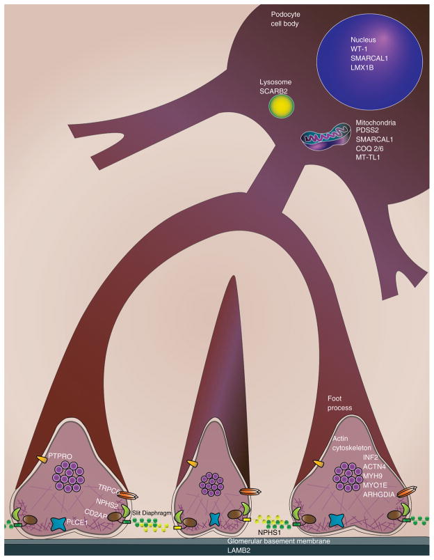 Fig. 1