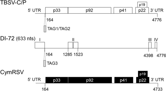 FIG 1