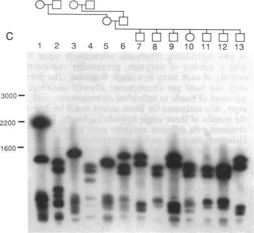 graphic file with name pnas00290-0354-c.jpg