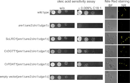 FIGURE 7.