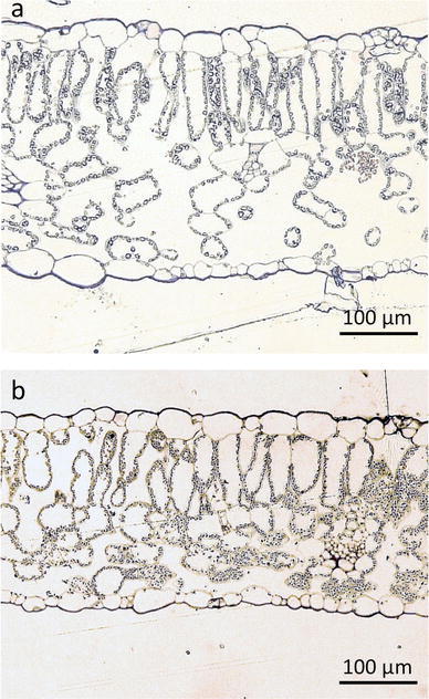 Fig. 5