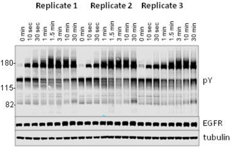 Figure 3—figure supplement 1.