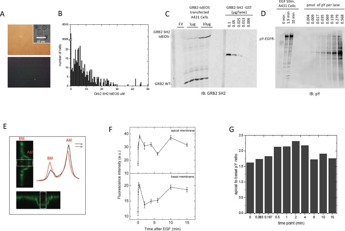 Figure 4—figure supplement 3.