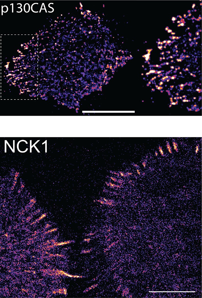 Figure 4—figure supplement 7.