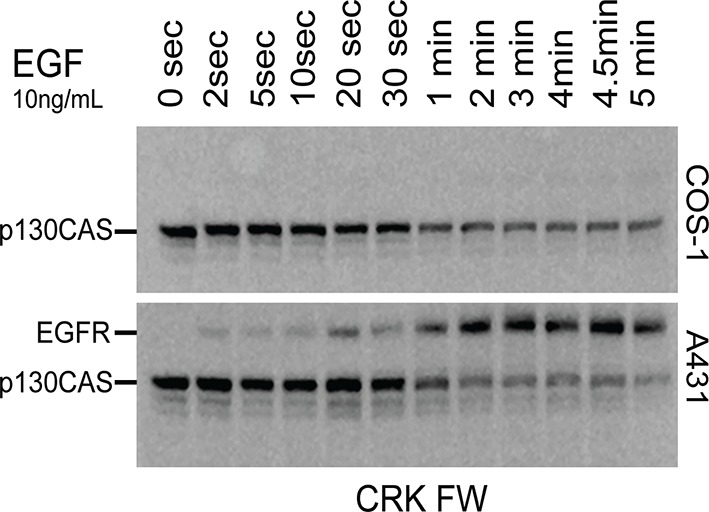 Figure 4—figure supplement 8.