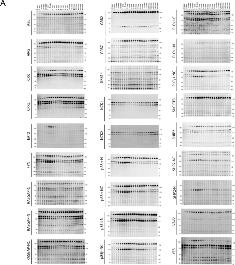 Figure 2—figure supplement 1.