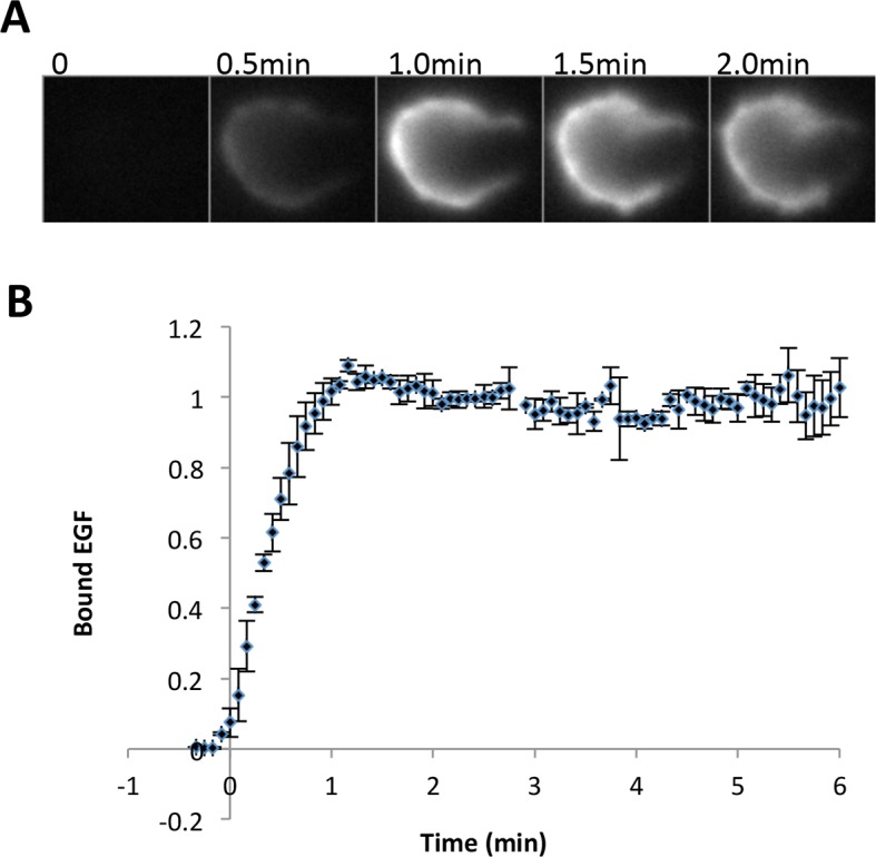 Figure 4—figure supplement 2.