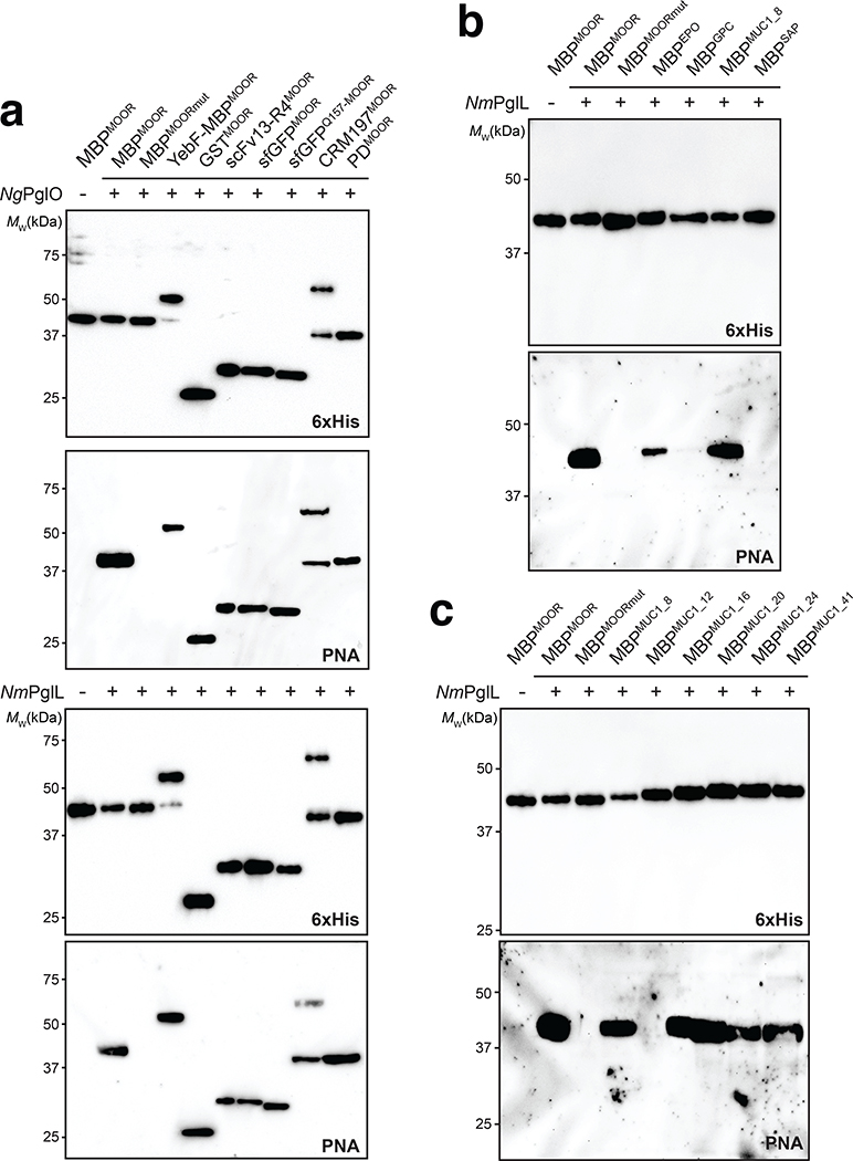 Extended Data Fig. 7 |