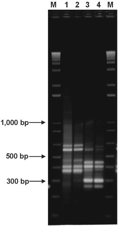 FIG. 5