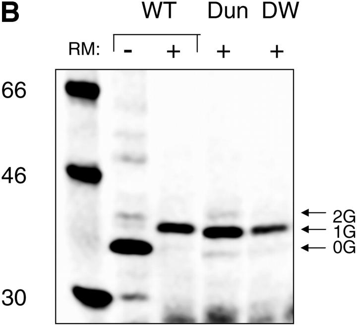 Figure 3.—