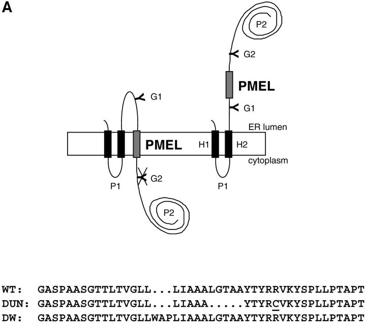 Figure 3.—