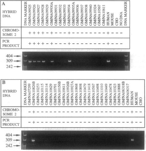 graphic file with name pnas01130-0109-b.jpg