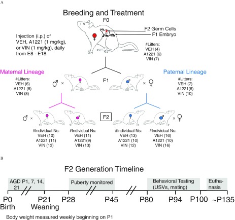 Figure 1A is a conceptual diagram showing breeding and treatment paradigm of pregnant rat. Figure 1B is a F2 generation timeline from P0 Birth to P135.