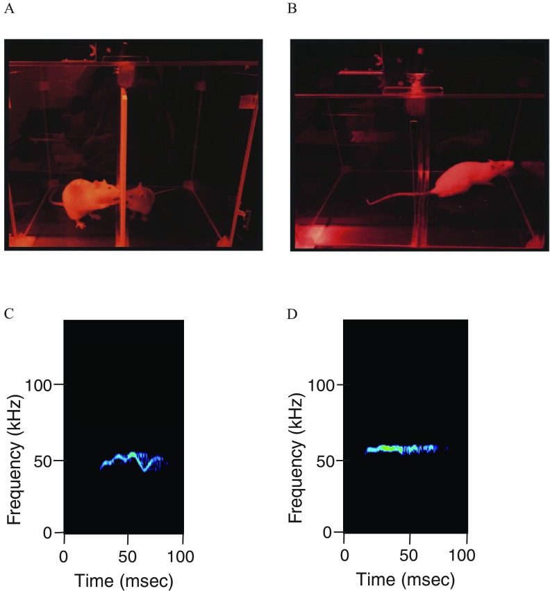 Figures 2A and 2B are ultrasonic images. Figures 2C and 2D are spectrograms showing frequency (kHz; y-axis) across time (ms; x-axis) for FM and flat USVs, respectively.