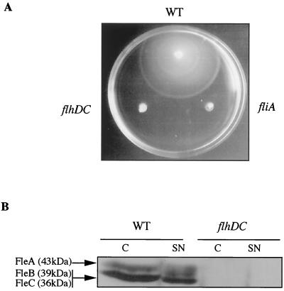 FIG. 1.