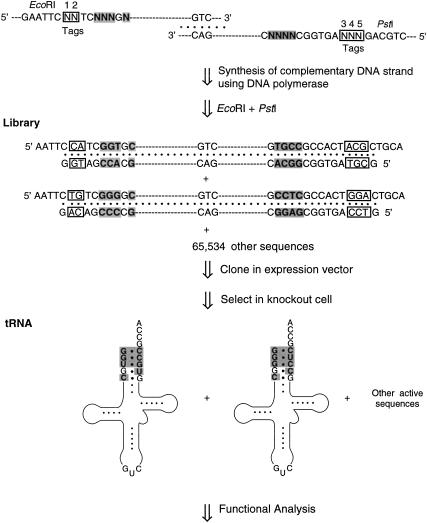 FIGURE 4.