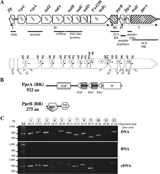 FIG. 1.