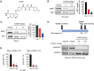 Figure 1. XL092 inhibits MET, AXL, and VEGFR2 activation in vivo. A, Structure of XL092. pMET/MET levels were evaluated in NCI-H441 (B) and SNU-5 (C) tumors from mice treated with either 3 (red) or 10 (blue) mg/kg XL092 or vehicle (black) orally daily for 14 days (n = 10, pooled for each treatment group). D, pVEGFR2 and VEGFR2 levels were evaluated in hVEGF-treated Hs 746T tumor-bearing mouse lung tissue following single oral doses of 30 or 100 mg/kg XL092 (n = 5, pooled for each treatment group) or vehicle (n = 6, pooled). E, Mean pMET/MET and pAXL/AXL ratios ± SEM were measured in Hs 746T tumor-bearing mice treated with single oral doses of either 30 or 100 mg/kg XL092 or vehicle (n = 6 for each treatment group). Significance values were determined using a nonparametric Mann–Whitney U test with significance levels indicated using **, P < 0.01.