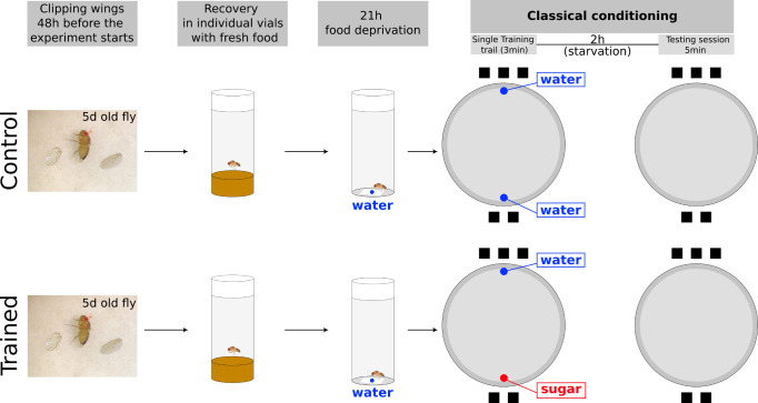 graphic file with name BioProtoc-13-21-4875-ga001.jpg