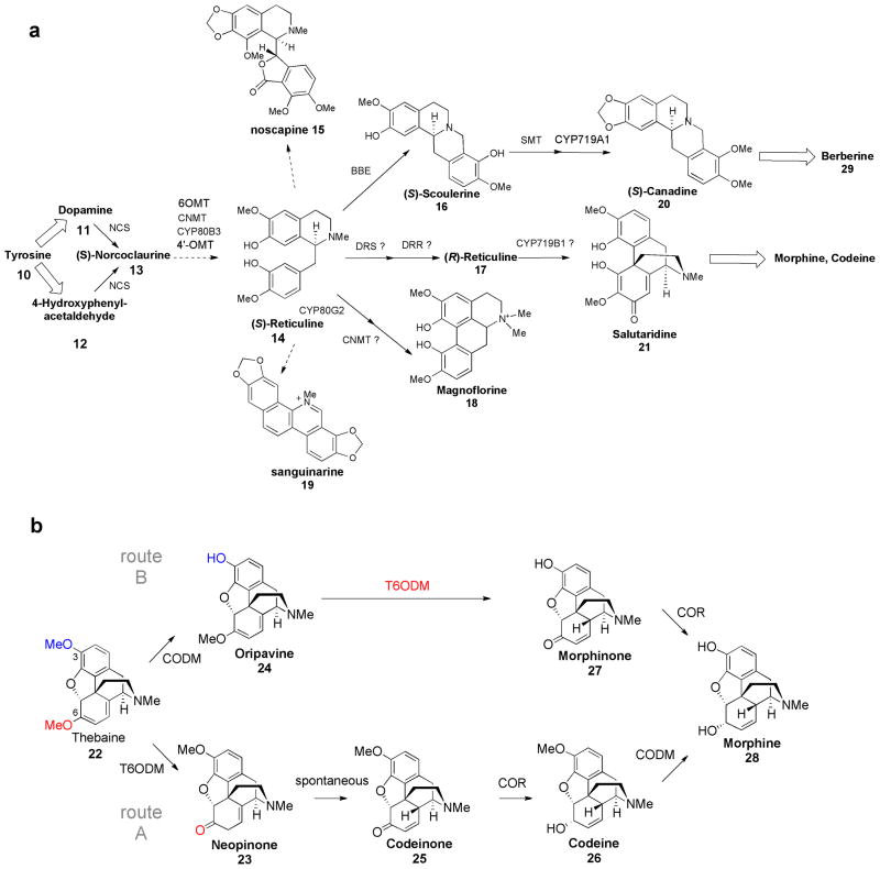 Recent Progress in the Metabolic Engineering of Alkaloids in Plant ...