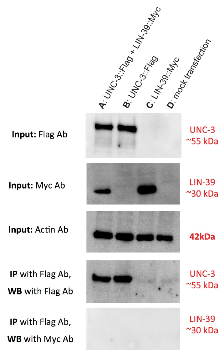 Figure 9—figure supplement 1.