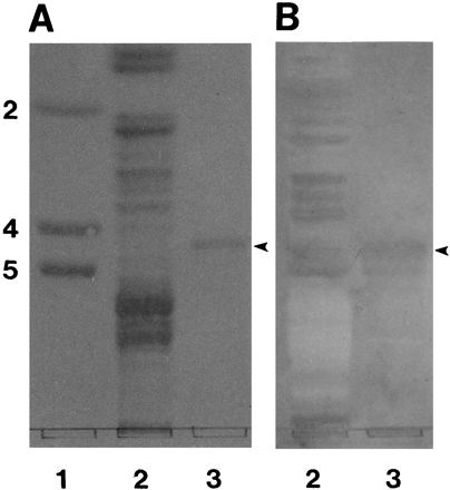 FIG. 7