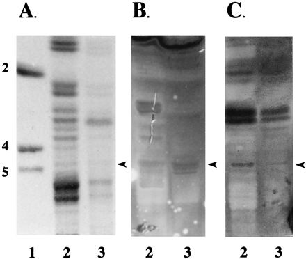 FIG. 5