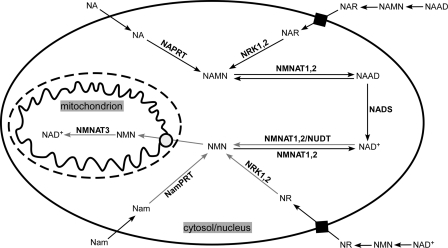 FIGURE 7.