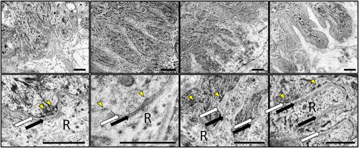 Fig. 10