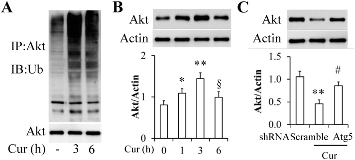 Fig 7