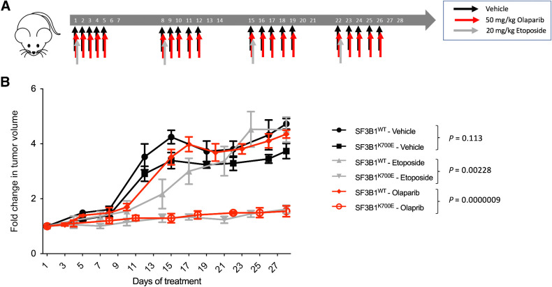 Figure 4. SF3B1K700E-associated xenografts are sensitive to etoposide and olaparib. A, In vivo treatment schedule. Mice were randomly assigned to three different treatment groups: vehicle, olaparib, or etoposide. Treatments were administered as indicated. B, Fold change in tumor volume in mice from the different treatment groups described above. Mean fold change in tumor volumes from the 6 mice in each treatment condition is plotted ± SEM.