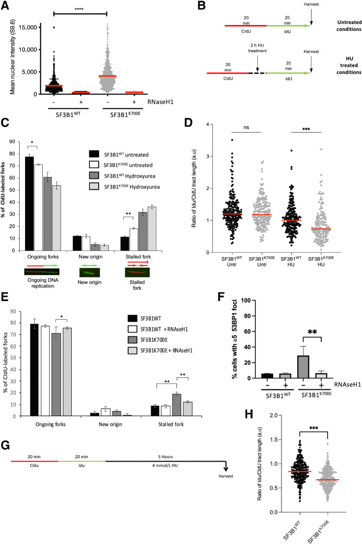 Figure 3. SF3B1K700E mutation induces unscheduled R-loops, stalled replication forks, and reduced replication fork restart. A, Quantification of nuclear fluorescence intensity from SF3B1K700E and SF3B1WT cells stained with the DNA:RNA hybrid-specific antibody (S9.6). RNaseH1 treatment was used to control for DNA:RNA hybrid staining. Mean fluorescence intensity of individual nuclei (>100 cells/experiment) from three independent experiments is plotted ± SEM. B, Schematic representation of replication fork labeling assay. Untreated cells were labeled with CldU for 20 minutes, after which, CldU was removed and the cells washed before labeling with IdU for a further 20 minutes. Treated cells were labeled with CldU for 20 minutes and CldU removed; cells were then incubated with 2 mmol/L HU treatment for 2 hours. The treatment was then washed off and cells labeled with IdU for 20 minutes before harvesting. C, Quantification of ongoing forks, new origins, and stalled forks scored in CldU-labeled forks in untreated or HU-treated (2 mmol/L, 2 hours) SF3B1WT and SF3B1K700E cells. Representative images of each fork type are shown. Mean percentage of each fork type ± SEM is plotted from four independent experiments (>150 CldU-labeled forks/experiment). D, Replication fork speed in untreated or HU-treated (2 mmol/L, 2 hours) SF3B1WT and SF3B1K700E cells. Data points represent fork speed from four independent experiments, with median fork speed for each condition indicated (red line). E, Quantification of ongoing forks, new origins, and stalled forks scored in CldU-labeled forks in untreated SF3B1WT and SF3B1K700E cells with and without induction of RNAseH1 for 24 hours prior to CldU/IdU labeling. Mean percentage of each fork type ± SEM is plotted from three independent experiments (>250 CldU-labeled forks/experiment). F, Quantification of 53BP1 foci in untreated SF3B1WT and SF3B1K700E cells with and without induction of RNAseH1 (1 μg/mL doxycycline, 24 hours). Mean percentage of cells containing ≥5 53BP1 foci is plotted ± SEM. G, Schematic representation of replication fork labeling assay. Cells were sequentially labeled with CldU and IdU for 20 minutes, respectively, the IdU washed off, and the cells incubated with 4 mmol/L HU for 5 hours prior to harvesting. H, Fork degradation in SF3B1WT and SF3B1K700E cells. Cells were labeled and treated as outlined in G. DNA was visualized with antibodies to CldU and IdU, and the length of CldU and IdU tracts measured at ongoing replication forks. A ratio was calculated of IdU to CldU track lengths. Plots depict the average ratios of IdU:CldU tract lengths from three independent experiments, with >150 ongoing replication forks measured per experiment. Median IdU:CldU in each cell line is indicated (red line). *, P < 0.05; **, P < 0.01; ***, P < 0.001; ****, P < 0.0001; ns, nonsignificant.