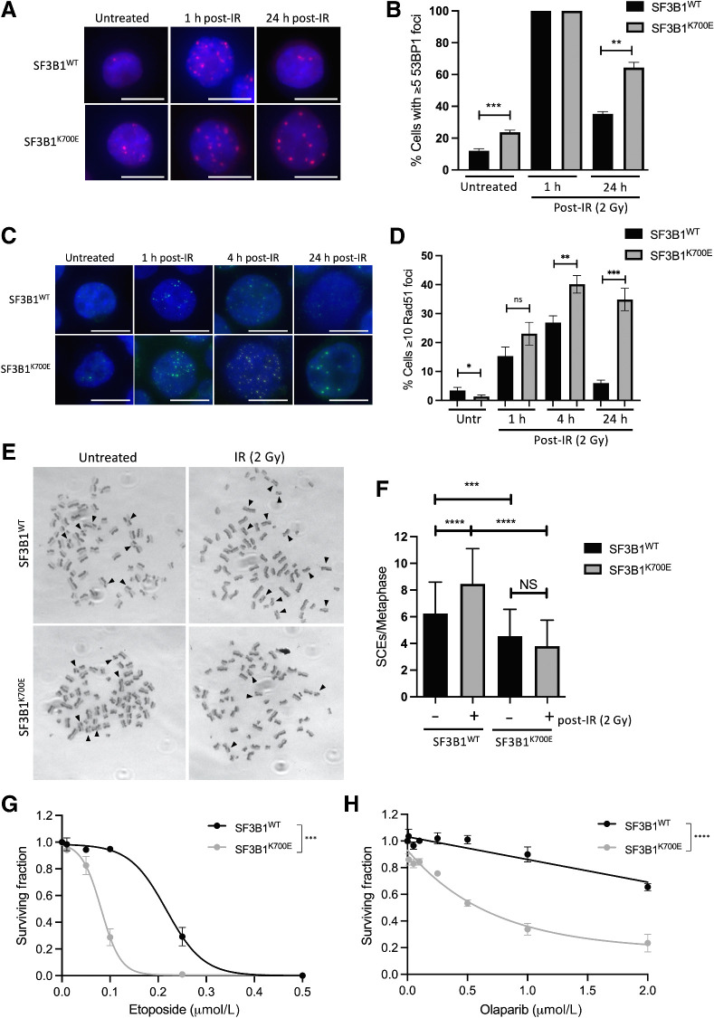 Figure 2. The cancer-associated mutation SF3B1K700E promotes abnormal DNA repair and sensitivity to etoposide and olaparib. A, Representative immunofluorescence staining of 53BP1 marked DNA damage in untreated SF3B1WT and SF3B1K700E K562 cells and 1 and 24 hours following 2 Gy IR. White scale bar, 20 μm. B, Quantification of 53BP1 foci in cells described in A from three independent experiments (≥100 cells were scored/experiment). Mean percentage of cells containing ≥5 53BP1 foci is plotted ± SEM. C, Representative immunofluorescence staining of Rad51 marked DNA damage in untreated SF3B1WT and SF3B1K700E K562 cells and 1, 4, and 24 hours following 2 Gy IR. White scale bar, 20 μm. D, Quantification of Rad51 foci in cells described in C from three independent experiments (≥100 cells were scored/experiment). Mean percentage of cells containing ≥10 Rad51 foci is plotted ± SEM. E, Representative SCEs in metaphase spreads from untreated and treated (IR; 2 Gy, 24 hours) SF3B1K700E and SF3B1WT cells. Arrows, SCEs. F, Quantification of SCEs from three independent experiments described above (≥50 spreads were scored/experiment). Mean number of SCEs for each condition is plotted ± SEM. G and H, Clonogenic survival assays in SF3B1K700E and SF3B1WT cells, treated with increasing doses of etoposide (G) or olaparib (H). Mean surviving fraction ± SEM from three independent experiments plotted. *, P < 0.05; **, P < 0.01; ***, P < 0.001; ****, P < 0.0001; NS, nonsignificant.