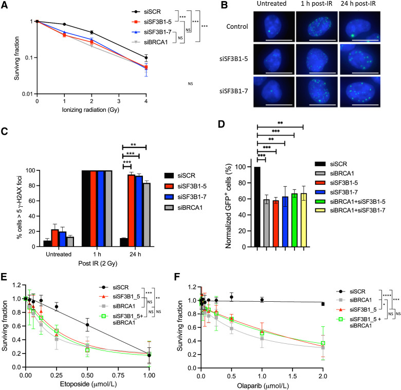 Figure 1. SF3B1 is required for an efficient DDR. A, Clonogenic survival assays demonstrating that depletion of SF3B1 (two independent siRNAs) induces sensitivity to IR in 293T cells. Mean surviving fraction of three independent experiments is plotted ± SEM. B, Representative immunofluorescence staining of γH2AX-marked DNA damage in untreated U2OS cells depleted of SF3B1, and 1 and 24 hours following 2 Gy IR. White scale bar, 20 μm. C, Quantification of three independent experiments described above (≥200 cells were scored/experiment). Mean percent cells containing ≥5 γH2AX foci is plotted ± SEM. D, Quantification of GFP-positive cells by flow cytometry from a DR-GFP reporter cassette stably integrated in U2OS cells, to assess HR. Mean % GFP-positive cells normalized to siSCR-transfected cells is plotted ± SEM. E and F, Long-term cellular survival assays demonstrating that depletion of SF3B1 (two independent siRNAs) induces sensitivity to etoposide and olaparib in U2OS cells and that SF3B1 and BRCA1 are epistatic. Mean surviving fraction of three independent experiments is plotted ± SEM. *, P < 0.05; **, P < 0.01; ***, P < 0.001; ****, P < 0.0001; NS, nonsignificant.