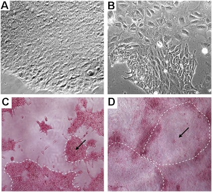 FIGURE 5.