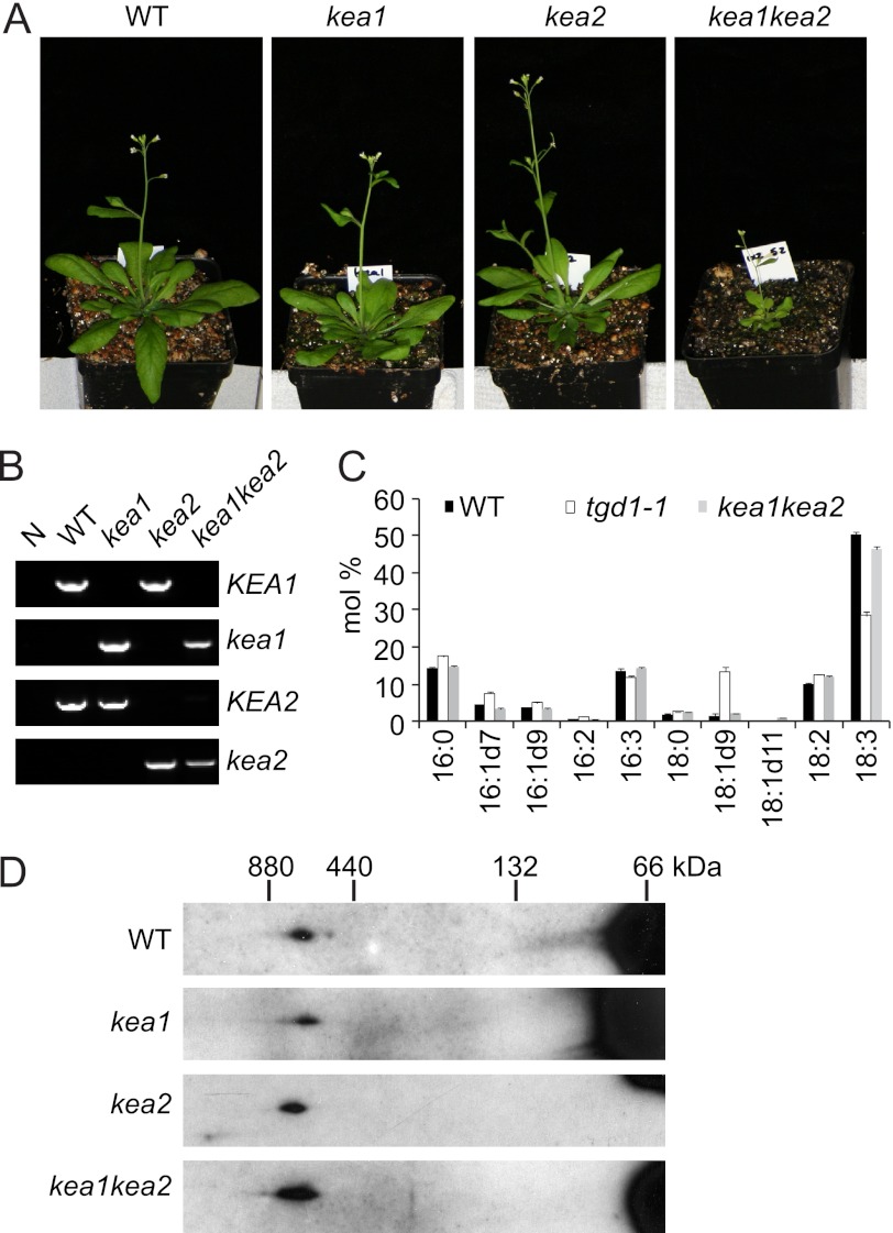 FIGURE 4.