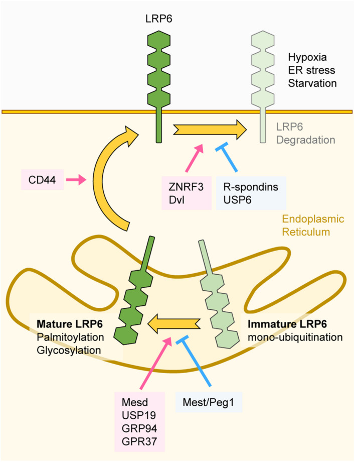 FIGURE 4