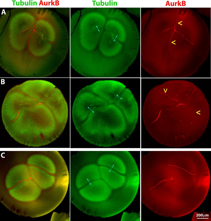 FIGURE 4: