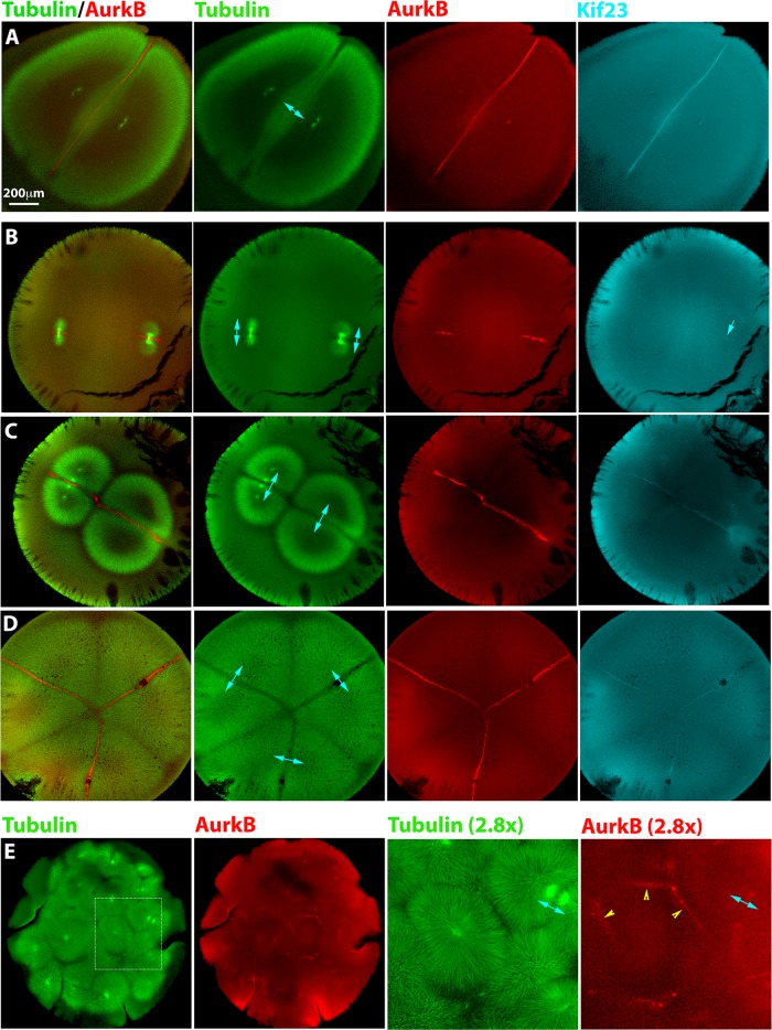 FIGURE 2: