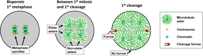 FIGURE 1: